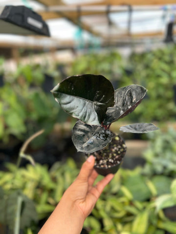 ALOCASIA INFERNALIS 4"