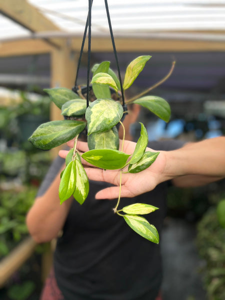 HOYA INCRASSATA VARIGATED 5"