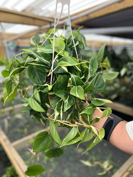 PHILODENDRON SILVER STRIPE 8"