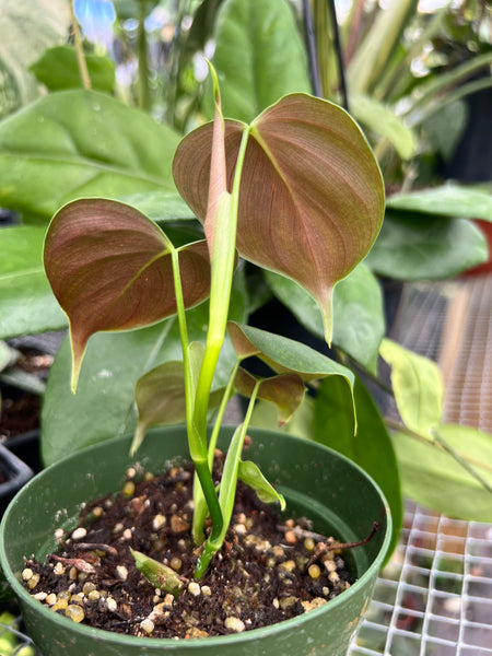 PHILODENDRON LUPINUM 4"