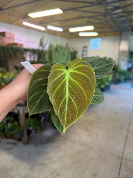 PHILODENDRON CHOCÓ RED 4" GROWER CHOICES