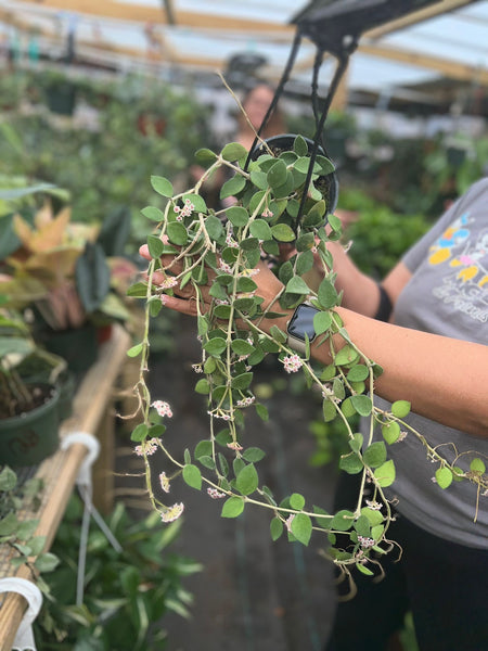 HOYA NUMMULARIOIDES 5" with penduncles