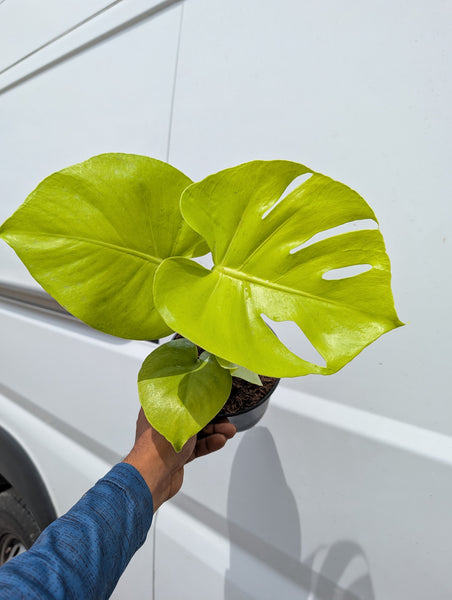 MONSTERA LEMON LIME 6" GROWER CHOICES