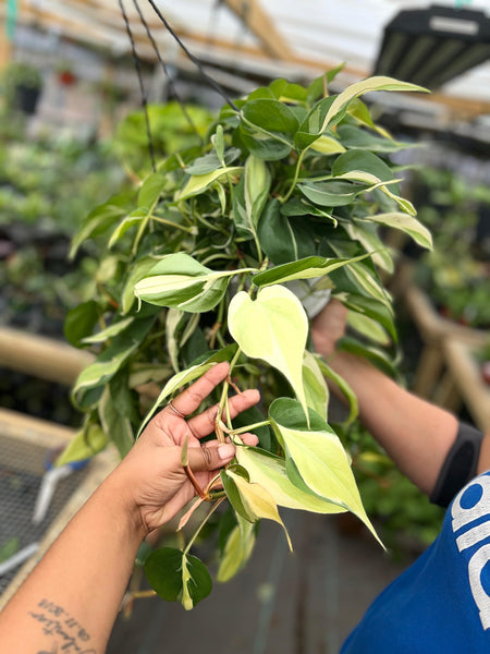 PHILODENDRON SILVER STRIPE 8"