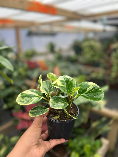 PEPEROMIA OBTUSIFOLIA MARBLE VARIGATED 4"