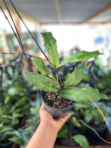 HOYA UNDULATA 5"
