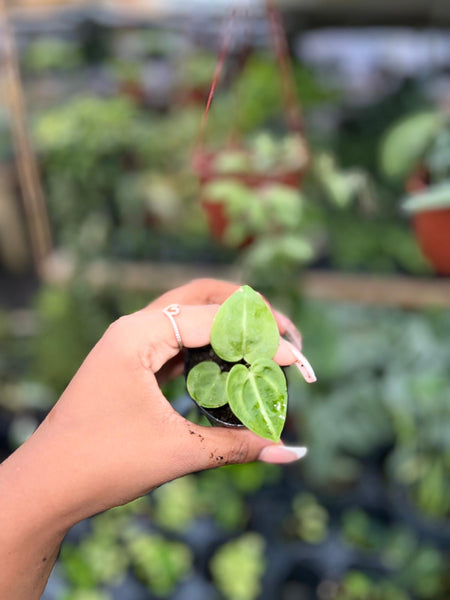 ANTHURIUM PTERODACTYL X CLARINERVIUM 2"