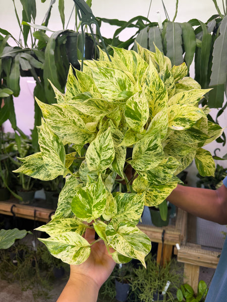 POTHOS SNOW QUEEN 8" GROWER CHOICES