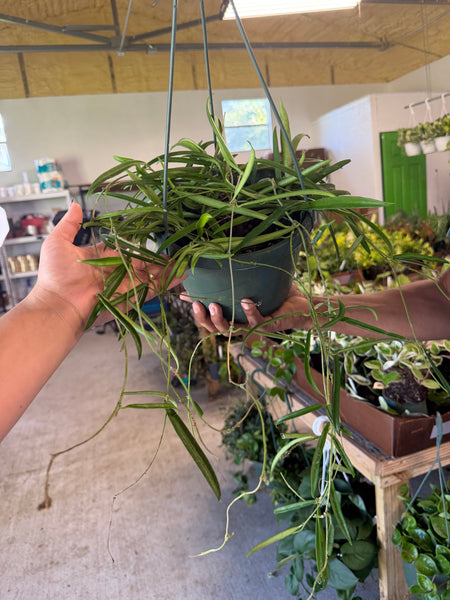 HOYA SHEPHERDII 8" GROWER CHOICES