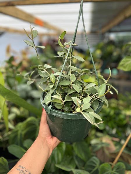 HOYA NUMMULARIOIDES 8"