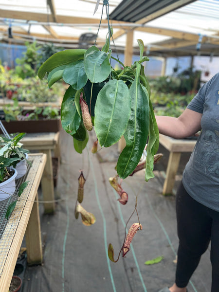 PITCHER PLANT NEPENTHES 8"