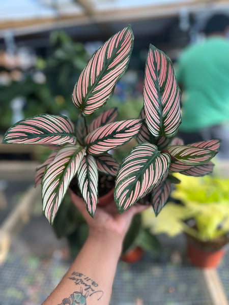 CALATHEA WHITE STAR 4"