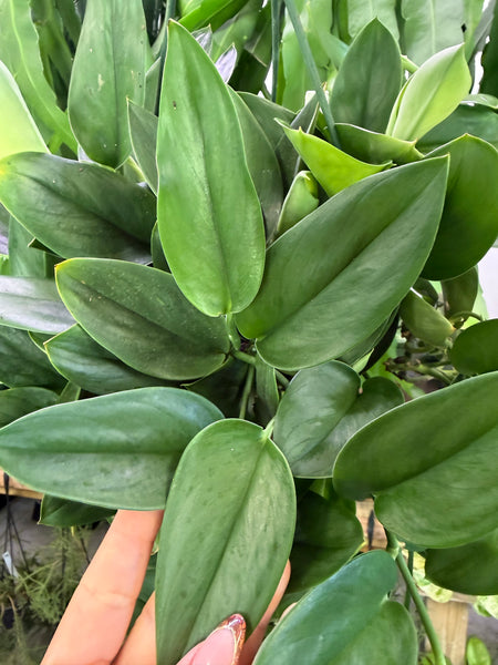 SCINDAPSUS TREUBII MOONLIGHT 8" GROWER CHOICES