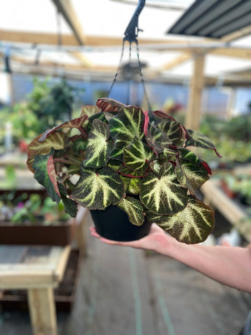 BEGONIA SOLIMUTATA 8"