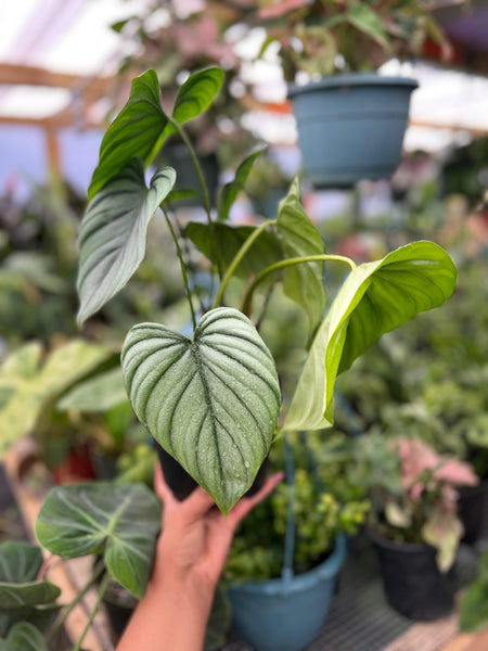 PHILODENDRON SP COLOMBIA 6"