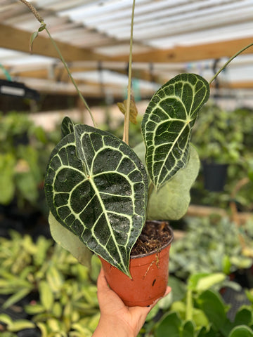 ANTHURIUM CLARINERVIUM 6"