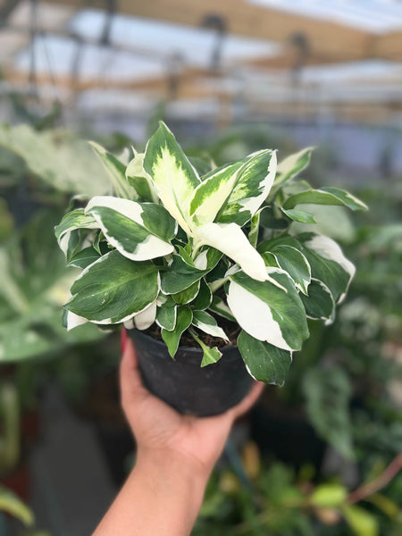 DIEFFENBACHIA COOL BEAUTY 6"