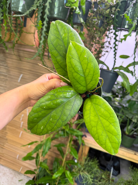 HOYA VITELLINOIDES 4" GROWER CHOICES