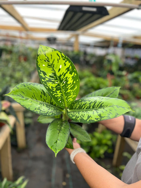 DIEFFENBACHIA CROCODILE 6"