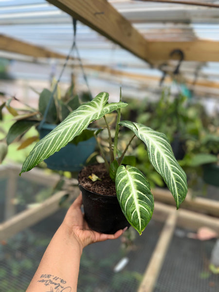 XANTHOSOMA LINDENI 6"