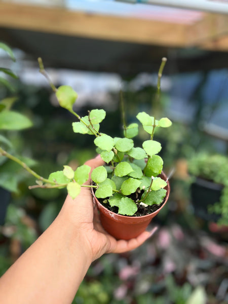 HOYA ENDAUENSIS 4"
