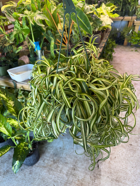 SPIDER BONNIE (Chlorophytum comosum 'Bonnie') 8" GROWER CHOICES