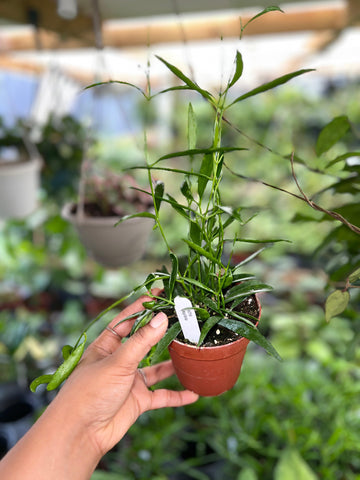 HOYA LONGIFOLIA 4"