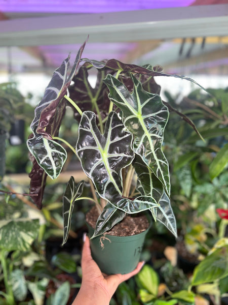 ALOCASIA POLLY 6"