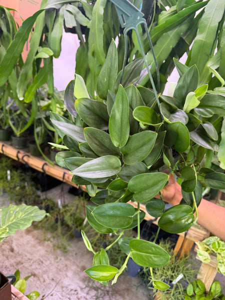 SCINDAPSUS TREUBII MOONLIGHT 8" GROWER CHOICES