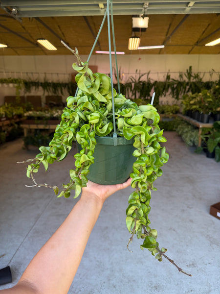 HOYA COMPACTA GREEN 8" GROWER CHOICES