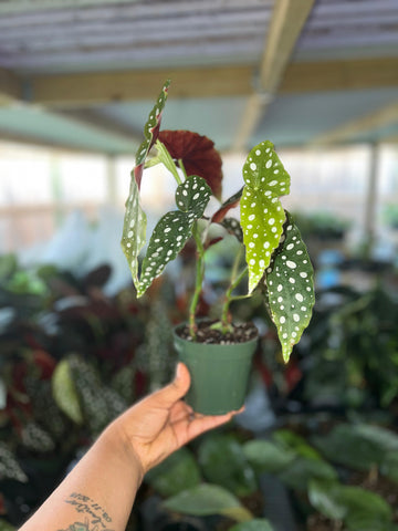 BEGONIA MACULATA 4"