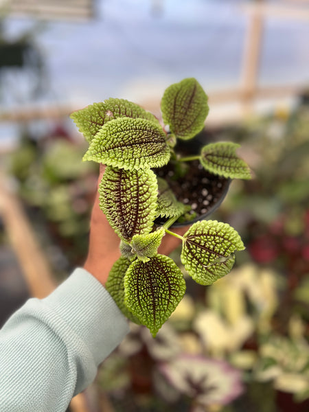 PILEA INVOLUCRATA 4"