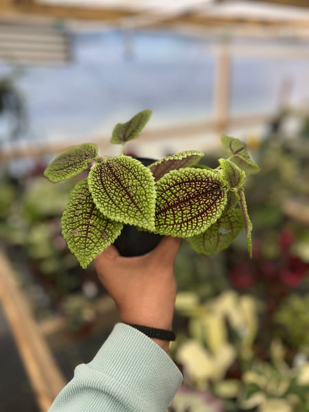 PILEA INVOLUCRATA 4"