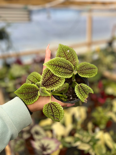 PILEA INVOLUCRATA 4"